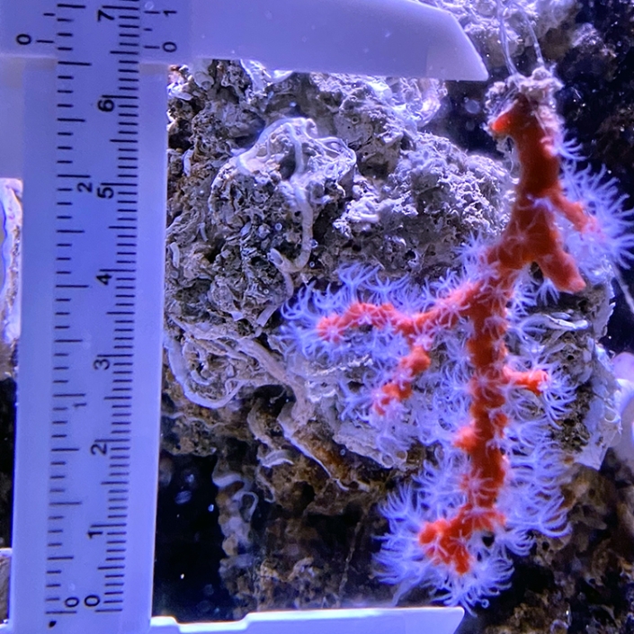 Corallium Rubrium Lab
