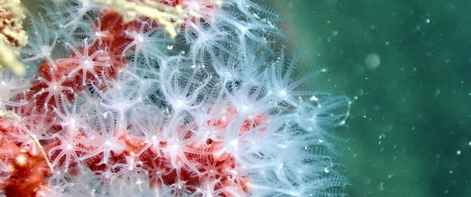 Corallium Rubrium SS01