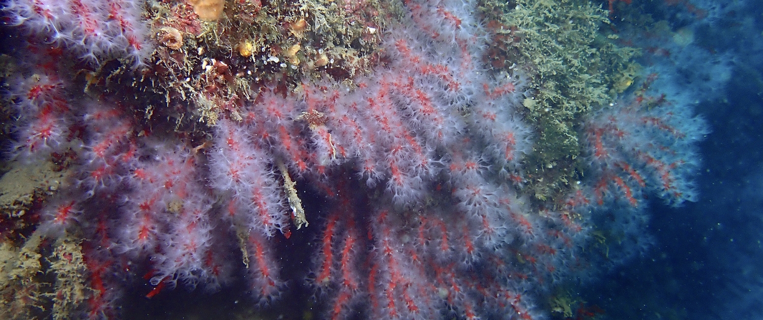 Corallium Rubrium SS02